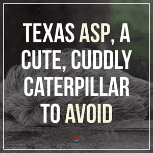 Texas Asp, A Cute, Cuddly Caterpillar to Avoid