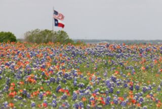 Bluebonnets and Indian Paintbrushes in Texas