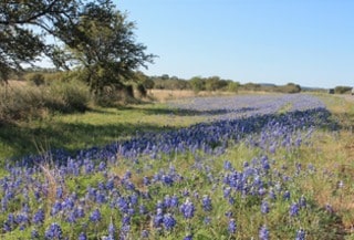 Bluebonnets in Bloom by a roadside in Texas