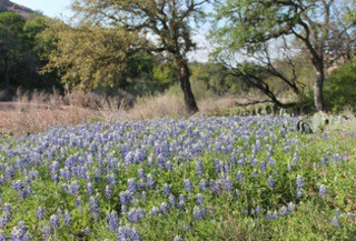 Texas Bluebonnets in Bloom