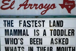 The Fastest Land Mammal