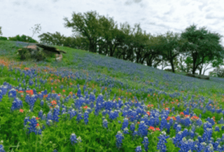 Viewing bluebonnets in the Willow City Loop