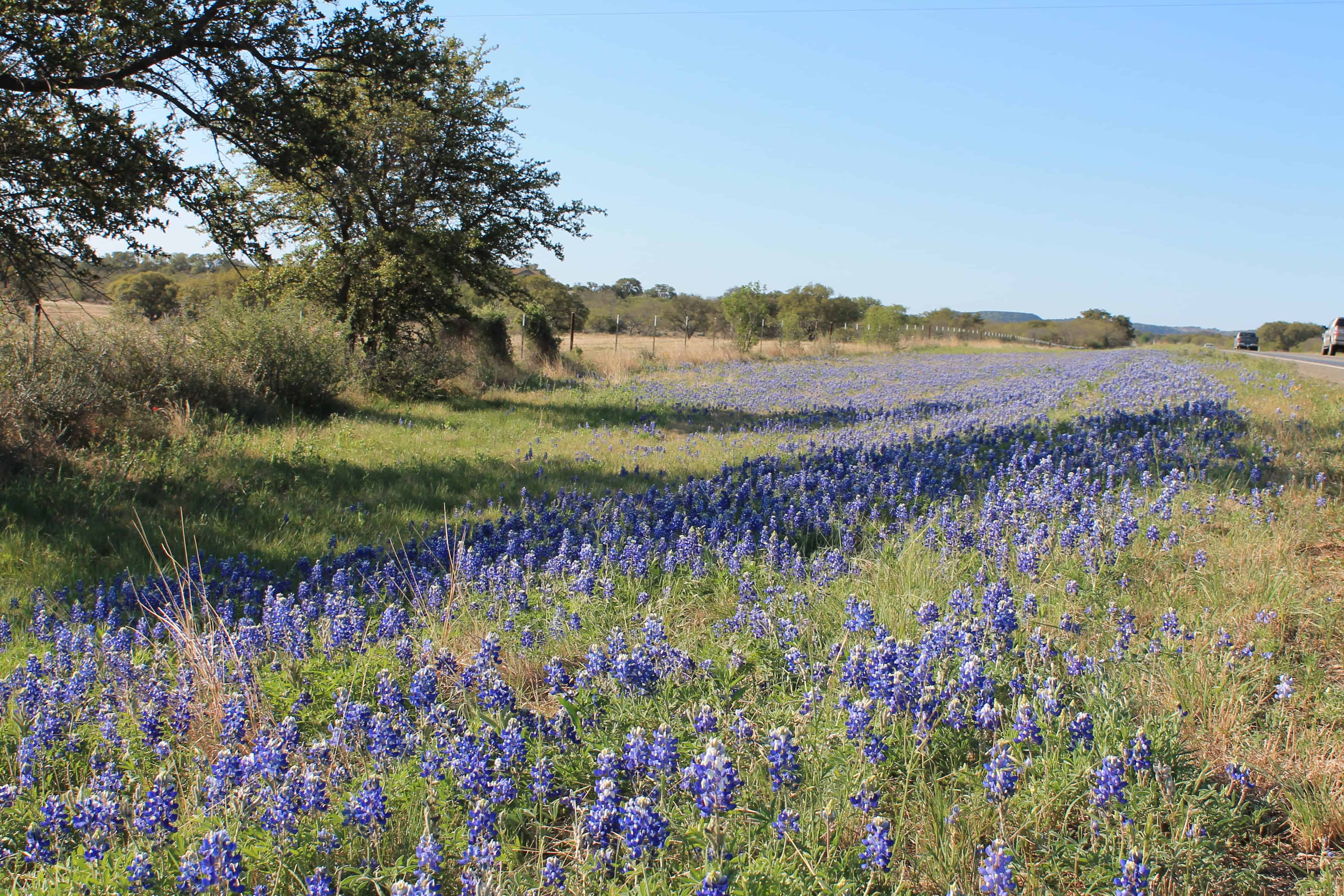 Basking in The Ultimate Texas Springtime Experience