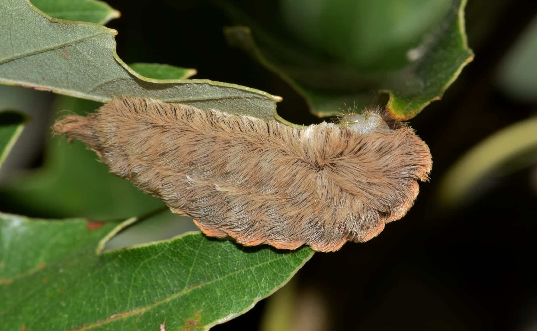 Texas Asp, A Cute, Cuddly Caterpillar to Avoid