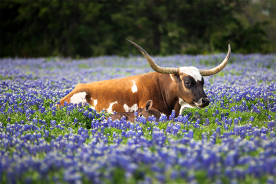 Basking in Bluebonnets: The Ultimate Texas Springtime Experience