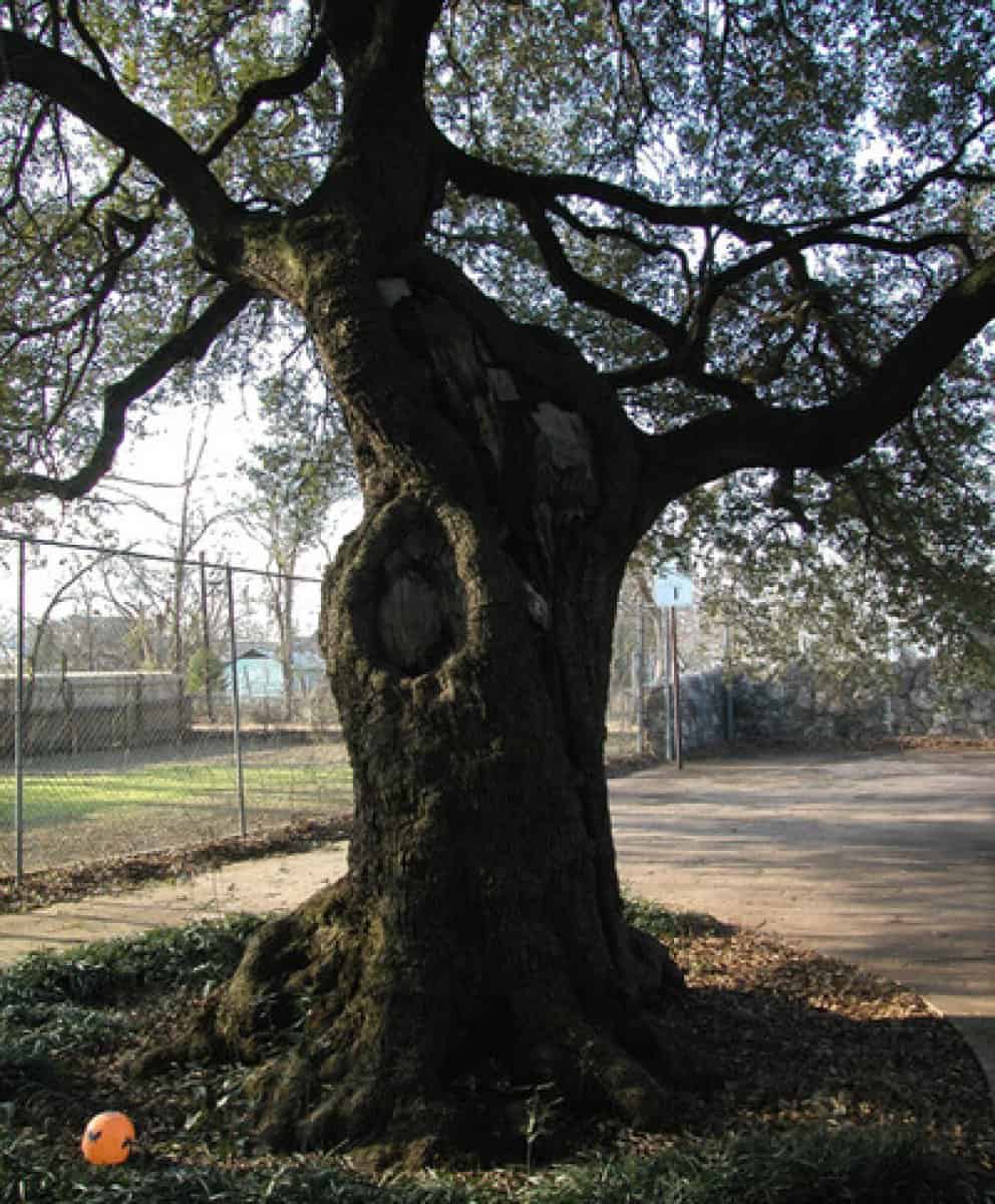 The ancient Ross Oak tree.