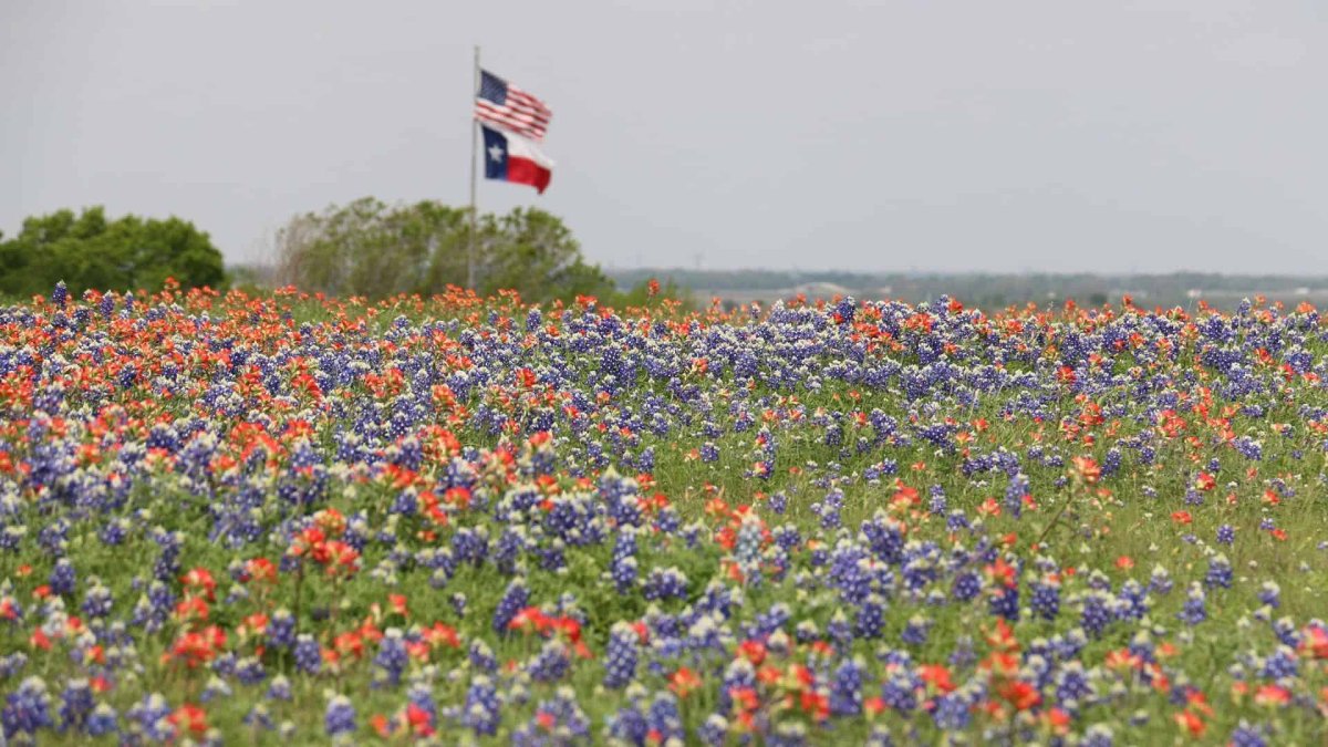 Bluebonnets and Indian Paintbrushes in Texas