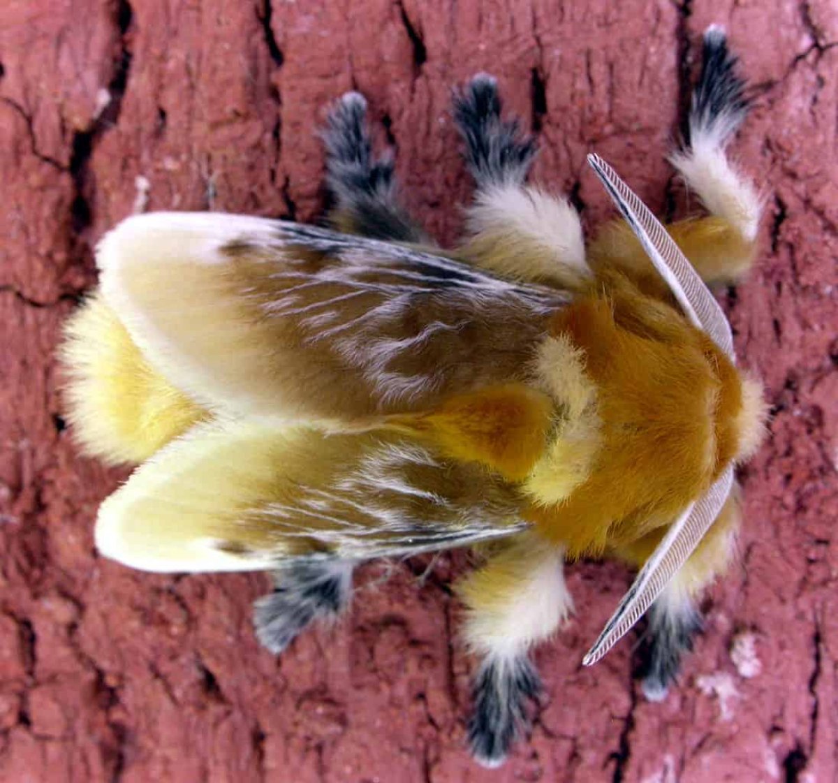 The Southern Flannel Moth