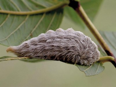 Texas Asp, A Cute, Cuddly Caterpillar to Avoid
