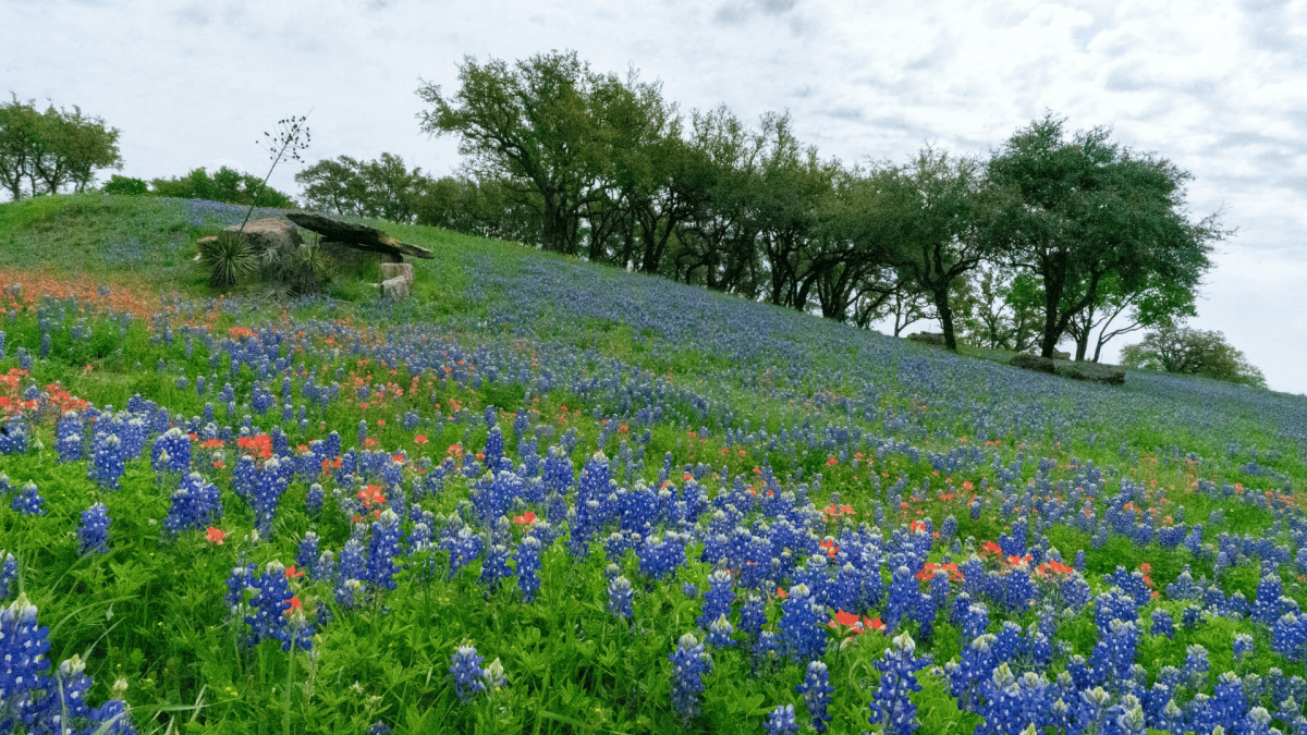 Viewing bluebonnets in the Willow City Loop